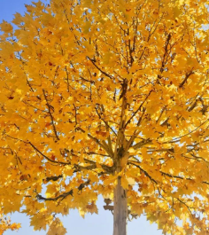 又到了用各种证书证明一年工作的时候