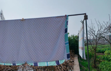 采菊东篱下的图片 采菊东篱下