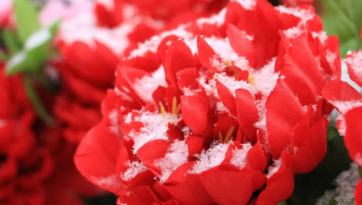 青空手语的图片 青空手语