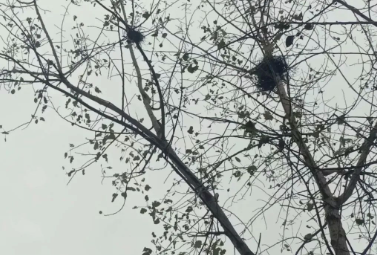 冬日何短短的图片 冬日何短短