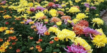 菊花之美,美不胜收。我爱菊花,常常不能自已。的图片 菊花之美,美不胜收。我爱菊花,常常不能自已。