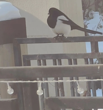 修手机见闻的图片 修手机见闻