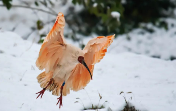 冬天的朱鹮的图片 冬天的朱鹮