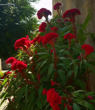 鸡冠花（一）之记忆