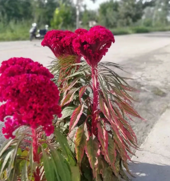 鸡冠花(二)之遇见的图片 鸡冠花(二)之遇见