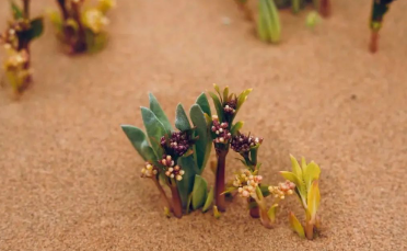 沙漠又是考古学家的乐园,他们总能够找到他们的心爱之物。的图片 沙漠又是考古学家的乐园,他们总能够找到他们的心爱之物。