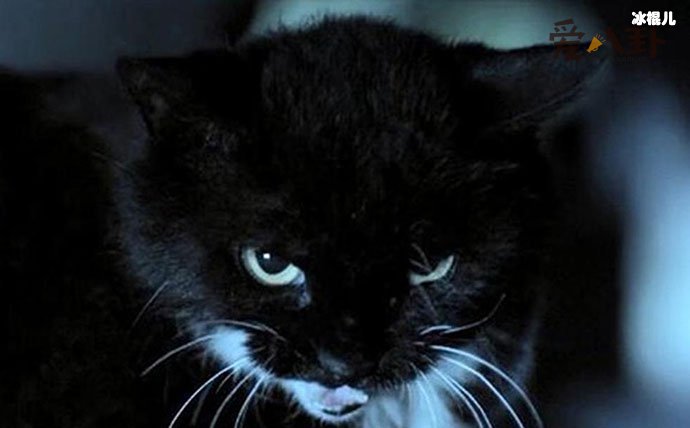 猫脸老太太事件, 真的有猫脸老太太吗事情真相是怎样的